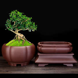 宜兴紫砂花盆大号盆景盆创意个性陶瓷精品长方飞碟盆客厅盆栽批发