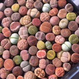 新店开张{30颗装}送大礼包5件生石花屁股花多肉植物南非混合