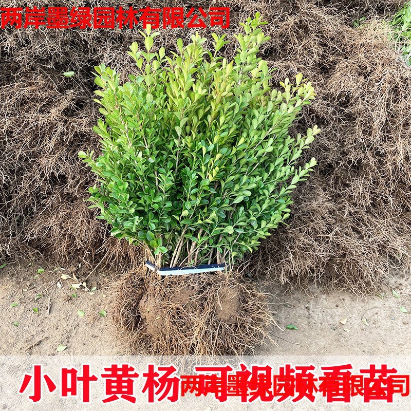 小叶黄杨苗批发工程绿_主图01