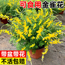 ȸʳØ绨ԎSȸ辰ֲﻨļ҃Ȼ