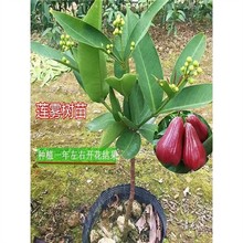 ɏ�F��ڽ������~���ǰű�ɏ�F�޽����Ϸ�������ͥԺ�����_���Y��