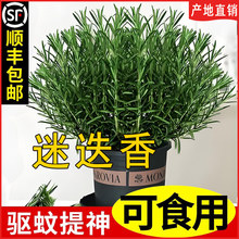 �Ե�������ţ���ð������ʳ�ñ����~���K���r�_�������ֲ���{��