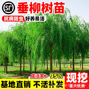 �������紹��������Ƥ���S������z�����ϱ����NֲͥԺ����L����