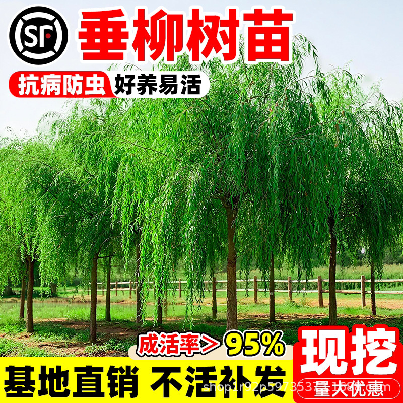 Willow Saplings, Green-Barked Willow Saplings, Golden Willow, Golden Silk Willow, Suitable for Planting in Both Northern and Southern Regions, Garden Shade Trees, Landscape Trees Willow Saplings, Green-Barked Willow Saplings, Golden Willow, Golden Silk Willow, Suitable for Planting in Both Northern and Southern Regions, Garden Shade Trees, Landscape Trees