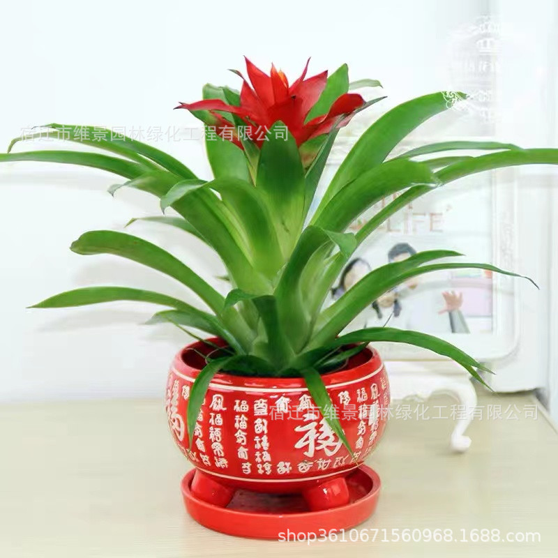 鸿运当头盆栽植物室内客厅花卉四季好养水培大绿植小红星凤梨包邮-阿里巴巴