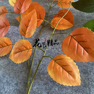 白樺葉圖片 海量高清白樺葉圖片大全 阿里巴巴 白樺葉圖片 海量高清白樺葉圖片大全 阿里巴巴