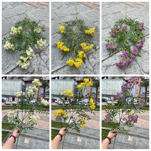 �¿��ٽz�� 5��ѩ�q�� ���~�ջ�Yܛ�b�Ҿ��Ĕz�bٻ����l��