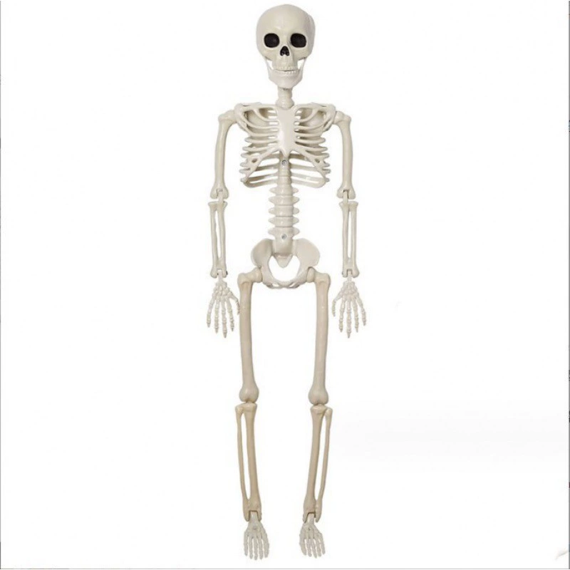 Adjustable human skeleton, (Cross-border trading), 40cm, halloween