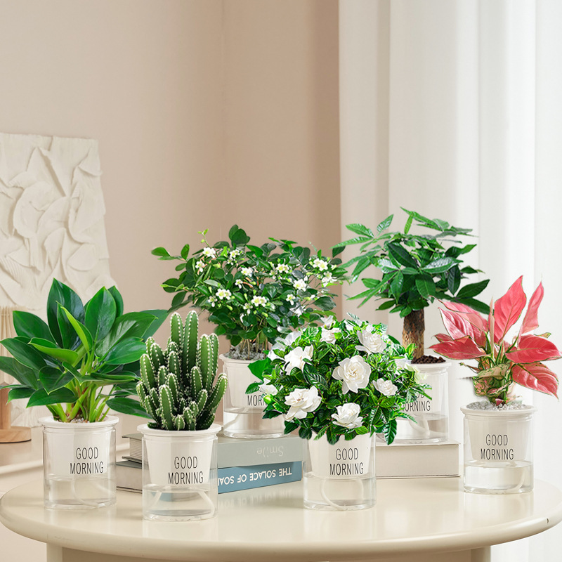 골든 다이아몬드 + 머니 트리 + 치자나무 + 구리향 + 완중산 + 길리 레드(좋은 아침 분지) + 영양액