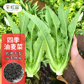 四季高产无斑油麦菜种子质脆麦香生菜种孑盆栽莜麦菜种籽支持代发