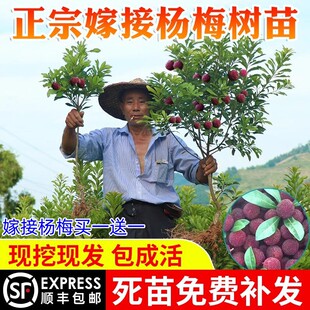 ���ڼ޽Ӗ|����÷������÷���ϱ����Nֲ���Թ����箔��Y���ش�