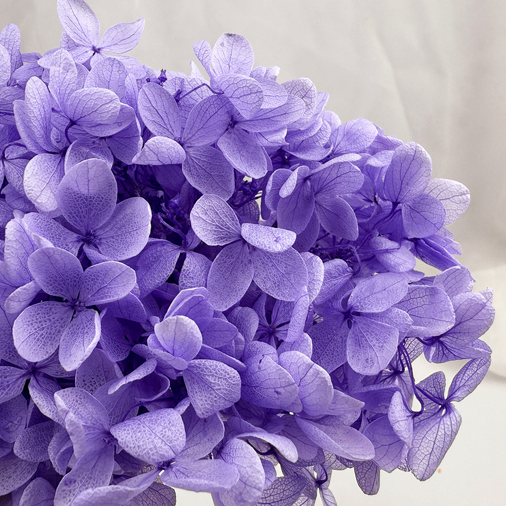Flores de hortensia preservadas de calidad A+ del fabricante de Yunnan, flores preservadas en caja de 20g.