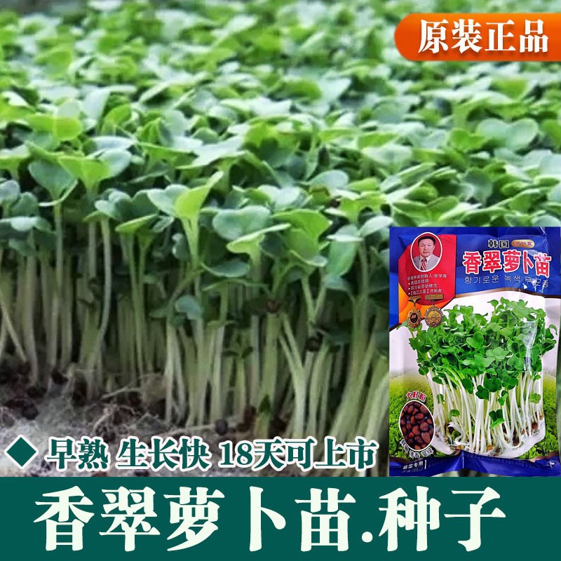 四季芽苗菜种子豌豆种籽萝卜苗香椿小麦草蔬菜芽菜种植盘孑麻豌豆