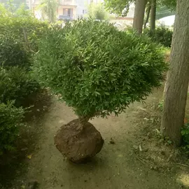 盆栽;月季蔷薇植物;花盆容器