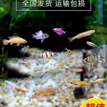 淡水鱼好养活冷水观赏鱼虾耐活冷水混养养殖小鱼小虾无盐耐活小鱼