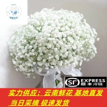 满天星鲜花干花云南昆明基地直发鲜花染色花配叶批发花店摆摊直供