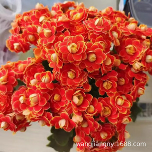 �L�ۻ������ذ껨��������B�ļ��_��С�����ֲ�ﶬ������