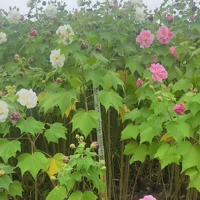 基地批发苗木工程绿化木芙蓉花 别墅庭院小区绿化景观植物现货