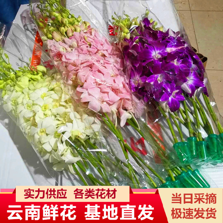 云南昆明鲜花批发洋兰鲜花直批胡姬兰千代兰万代兰供应花店婚庆