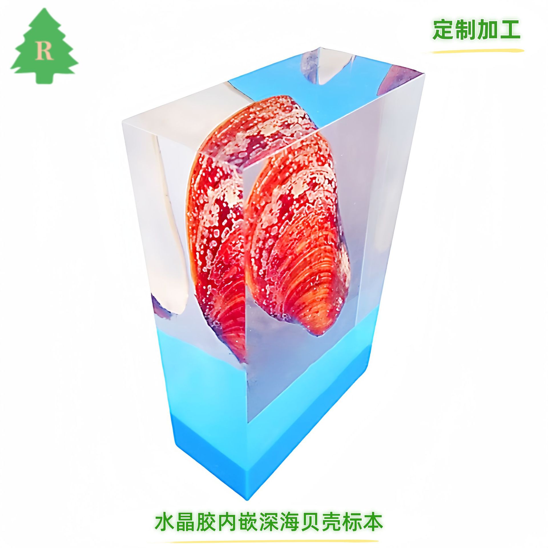 水晶胶内嵌深海蚌壳标本 透明树脂内埋贝壳工艺摆件 亚克力工艺品
