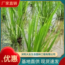 ���lˮ��ֲ�� ���� ͦˮֲ�� ˮ�w�G������ă�