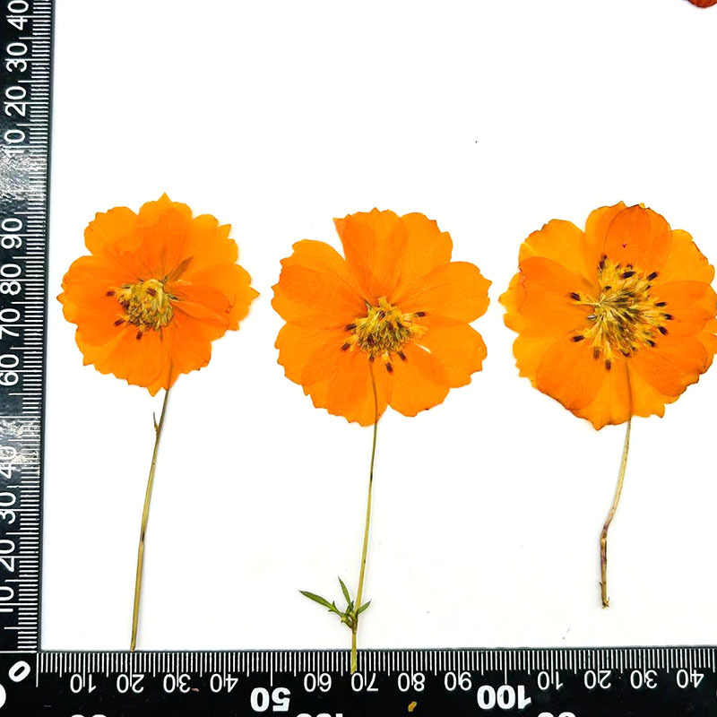 가지가 있는 오렌지색 황화국화