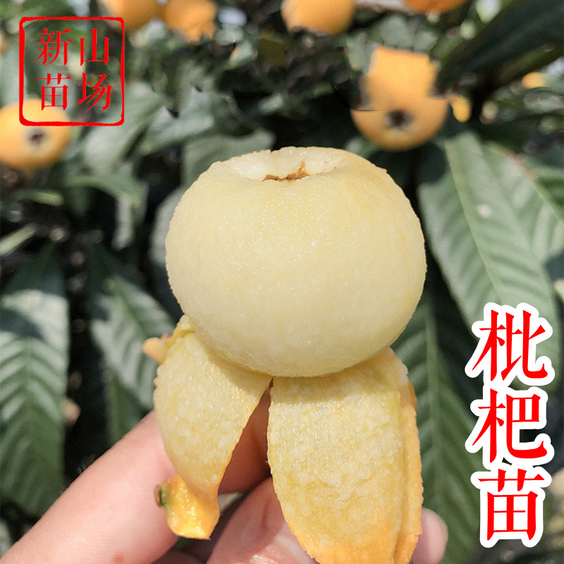 【枇杷树苗】白玉塘栖软条白沙大五星宁海白丰玉冠玉青种常绿枇杷