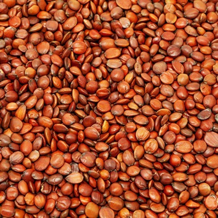 Suan Zao Ren (Ziziphus jujuba var. spinosa) — Sulfur-Free Wild Jujube Seed for Tea & Soup overview