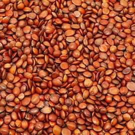 无添加正宗国产酸枣仁中药材批发无硫新货散装酸枣仁初级农产品