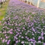 工程庭院开花盆栽花卉