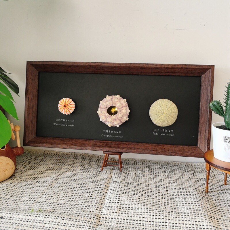 Wooden Shell and Sea Urchin Lamp Specimen Frame DIY Self-Assembly 3D Display Empty Frame Home Decor Factory Direct Wholesale