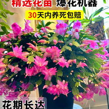 ��Ʒзצ�m�������Ԏ������ļ�����Gֲ����зצɏ�҃Ȼ��ܼ޽�