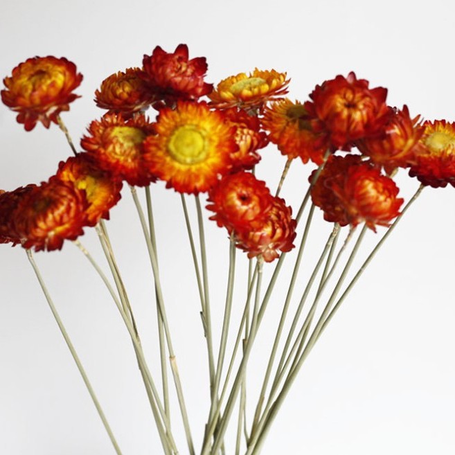 화려한 밀짚 국화의 10 가지