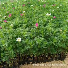 景观绿化波斯菊花苗海花卉矮株波斯菊花苗 盆栽格桑花