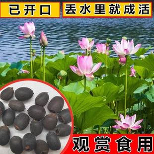 �ɻ��N��ˮ���^���_���ļ����ԾGֲ�҃�ˮ�B���ܻ��N�ѷ���ɏ�N��