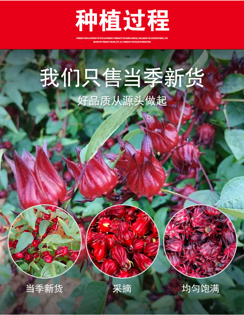 Freeze-Dried Roselle Hibiscus Flowers (Hibiscus sabdariffa) — Whole Dried Luò Shén Huā for Herbal Tea preparation