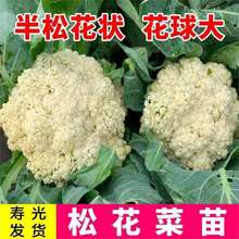 四季松花菜苗秧苗高产耐寒青梗花椰菜有机花菜菜花西兰花苗秧种子