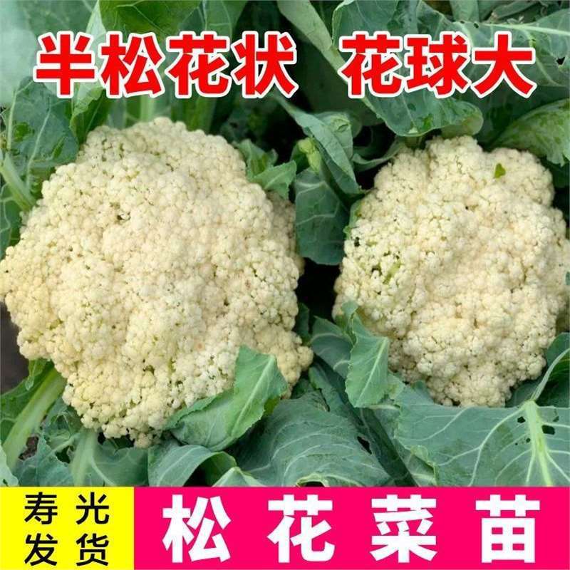 四季松花菜苗秧苗高产耐寒青梗花椰菜有机花菜菜花西兰花苗秧种子