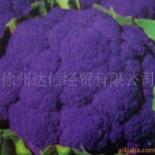 �������|�M����ɫ���˷N��-��ɫ����ʲ˻��������˻��N��