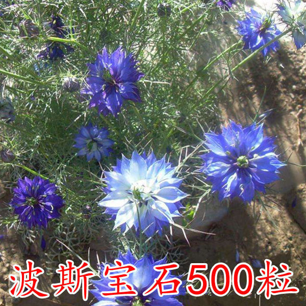 Semillas de flores, plantas en macetas, balcón, jardín, margarita, girasol, lavanda, pétalos dobles, semillas de girasol