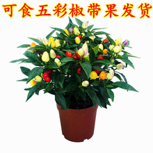 �߲ʽ��������Ԙ��玧����ʳ�����r��ɫ��ʽ����콷�̨���ܾGֲ