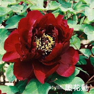 �ڻ�����ș���玧ѿ�Ϙ��҃���ͥԺ�ļ��׻�������ذ�ֲ������