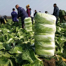 38��Խ����ײ�ɽ�|��ײ˶�����ײ˿����߮a���~�ײ����r�߲�