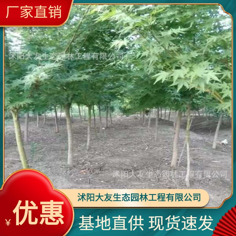 Базовые Оптовые саженцы зеленого клена собственного производства Живописный пейзаж дорога сад инженерные Зеленые саженцы