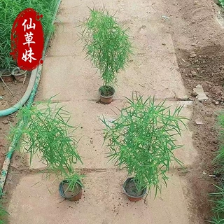 红叶地肤苗 红叶地肤杯苗耐寒植物 绿化园林别墅庭院绿化变色植物