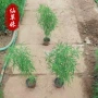 园林绿化耐寒植物地肤