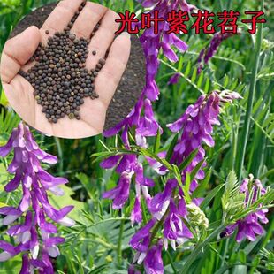 ë���ӷN�ӹ��@�G�ʷN���Bֳ������Դë�~�ϻ����L��ëҰ�㶹�N��