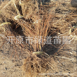 ��ȸ�\�uǤ��С�羰�^�G����ľ���\�u�������@��ֲ��י��l�\�u