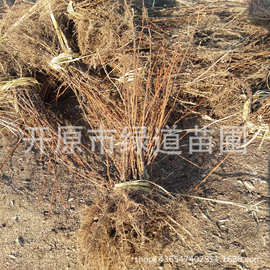 金雀锦鸡扦插小苗景观绿化苗木树锦鸡儿丛生园林植物白柠条锦鸡