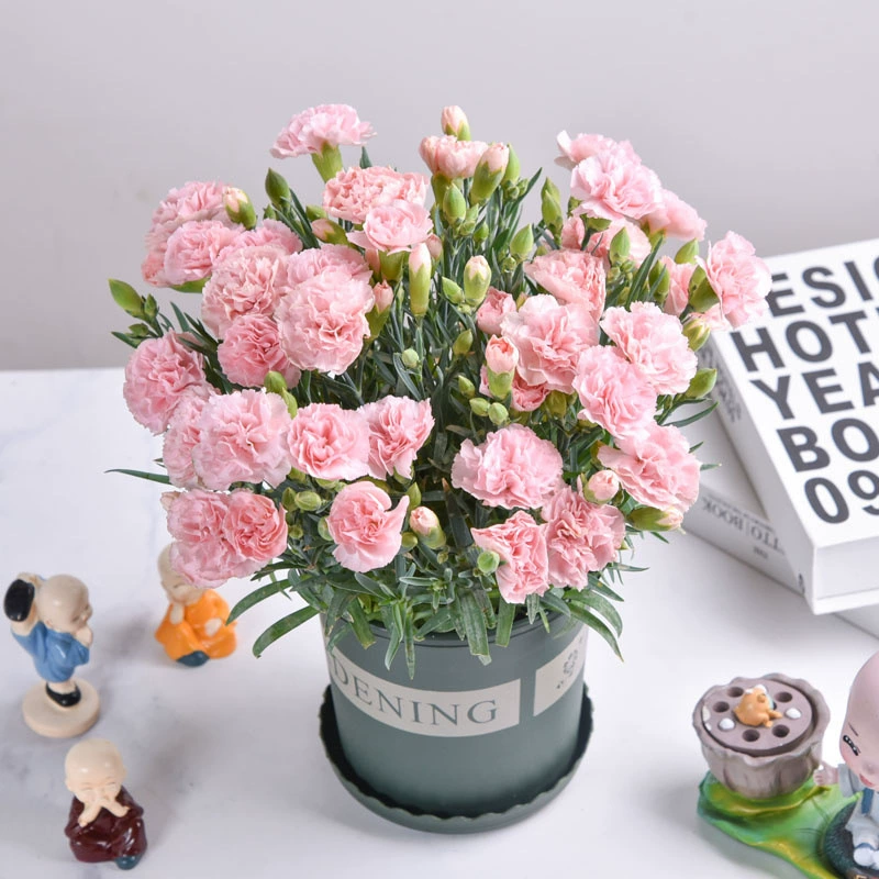 Гвоздики в горшках Цветочные саженцы с бутонами свежие цветы комнатные балконные Зеленые растения для кормления цветущего кариофиллума Four Seasons